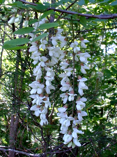 {Robinia pseudoacacia}